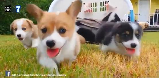 博美十大最适合懒人养的狗排名,十大蠢狗排名博美犬