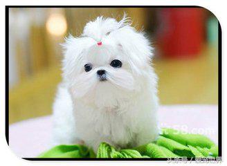 狗狗拉出的便便发霉一样,怎样从狗狗的便便颜色判断病情