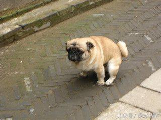 狗狗拉出的便便发霉一样,怎样从狗狗的便便颜色判断病情