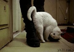 养宠小知识猫咪感冒吃什么,猫咪喂养中容易出现的身体问题