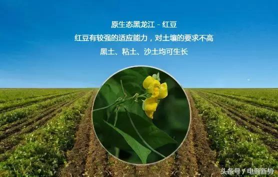 “红小豆之乡”宝清县如何依靠“宝清红”在互联网中占得一席之地