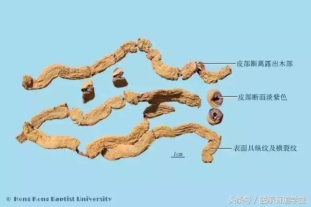 每天认识一种中药材地黄,地黄最好的一味中药