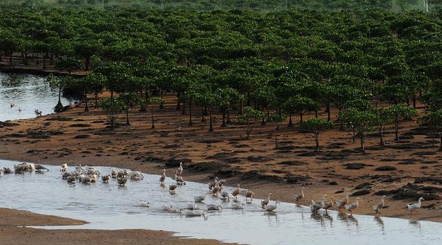 海鸭蛋到底好不好吃,海鸭蛋到底有没有黄