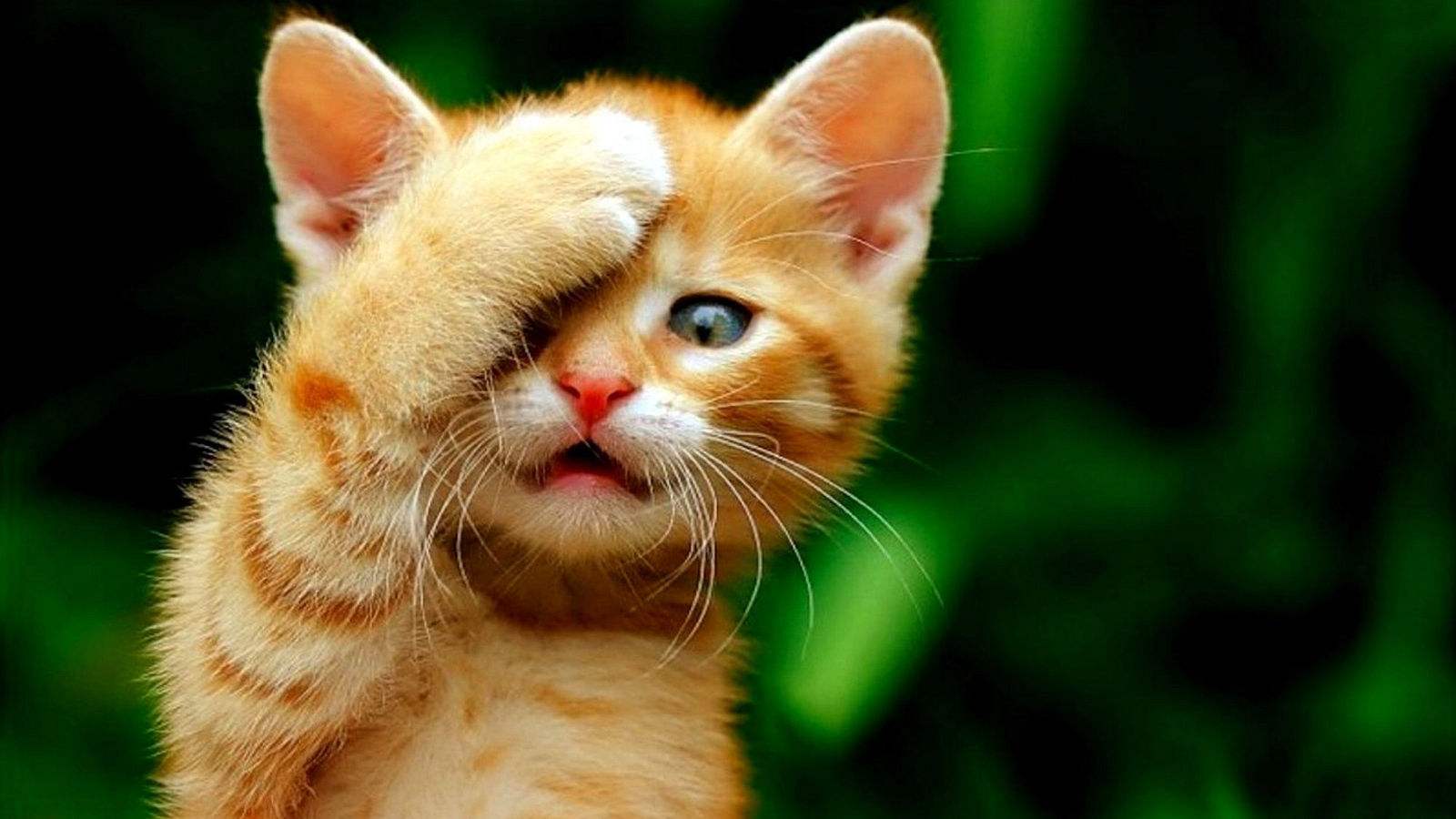 喵咪怀孕了咋一直叫,主子怀孕猫咪的反应