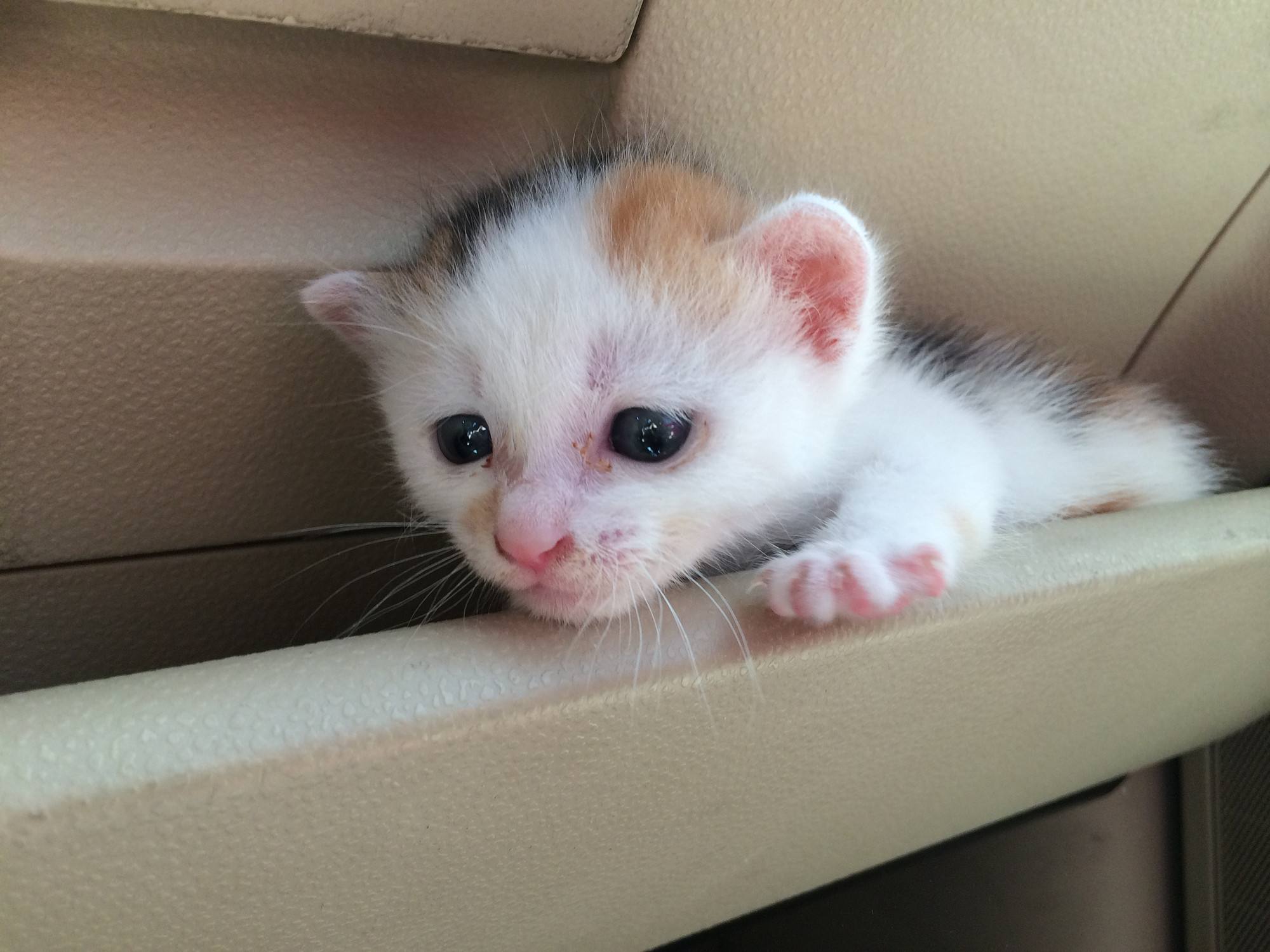 喵咪怀孕了咋一直叫,主子怀孕猫咪的反应