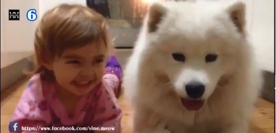 博美十大最适合懒人养的狗排名,十大蠢狗排名博美犬