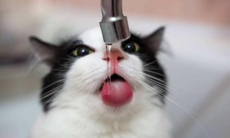 养宠小知识猫咪感冒吃什么,猫咪喂养中容易出现的身体问题