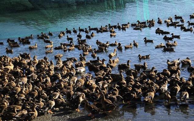 海鸭蛋到底好不好吃,海鸭蛋到底有没有黄