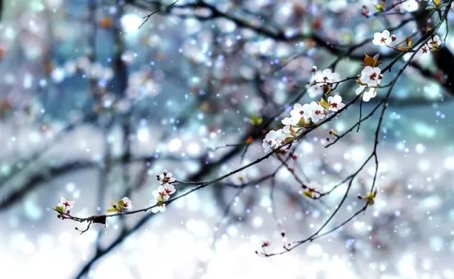 来青露，包子馒头囤起来，团圆过新年！