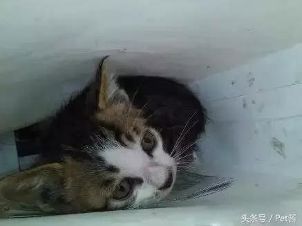 奶猫被抛弃后冻死,小奶猫被遗弃外面能活吗
