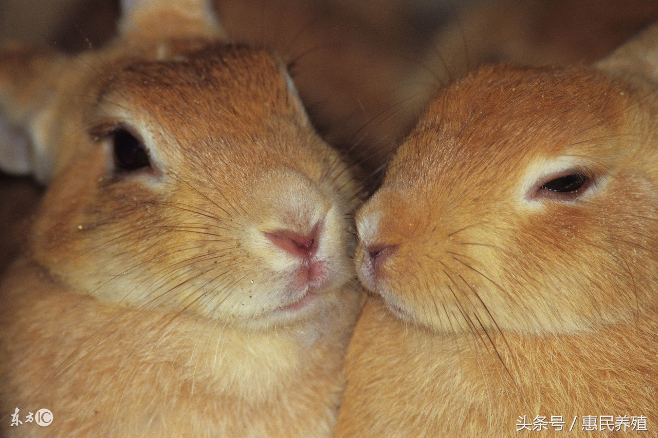 养兔高手谈经验,养兔技术高效