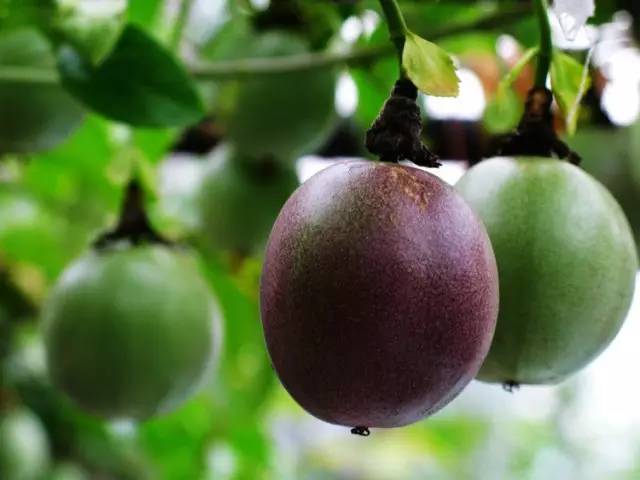 皮肤干燥口干舌燥缺什么维生素,干燥症口干吃什么药效果好