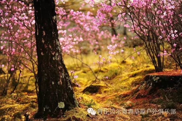 呼伦贝尔自由行攻略,呼伦贝尔自由行