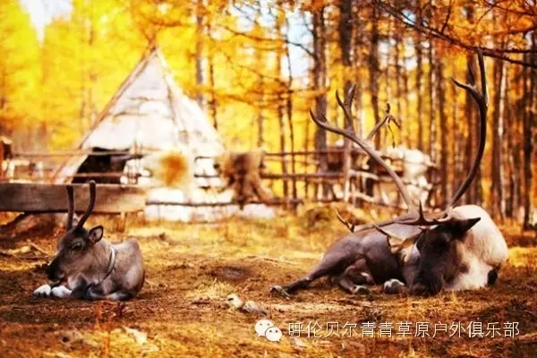 呼伦贝尔自由行攻略,呼伦贝尔自由行