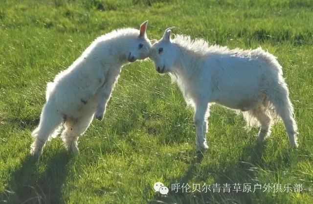 呼伦贝尔自由行攻略,呼伦贝尔自由行