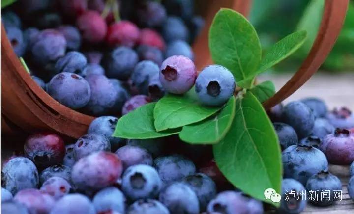 泸州哪些地方可以摘草莓,贵阳摘草莓摘桑葚摘樱桃地方