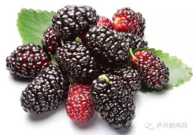 泸州哪些地方可以摘草莓,贵阳摘草莓摘桑葚摘樱桃地方