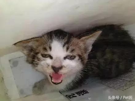 奶猫被抛弃后冻死,小奶猫被遗弃外面能活吗