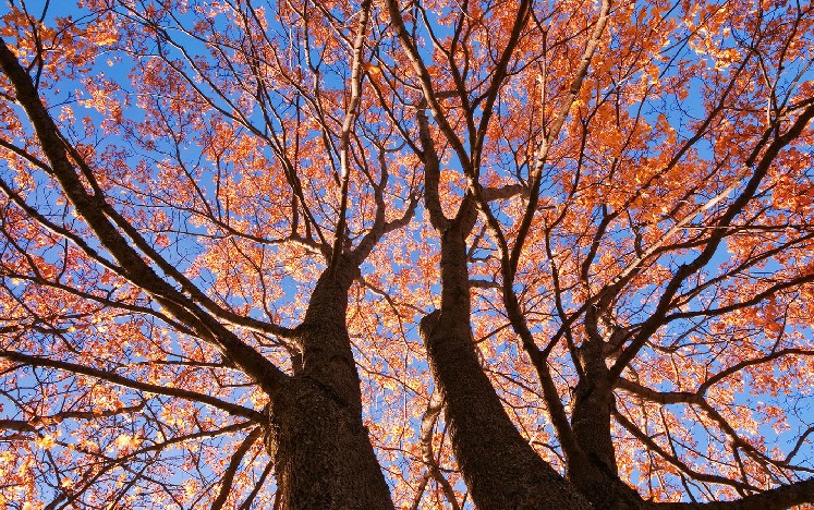孟子说穷则独善其身达则兼善天下,孟子经典语录穷则独善其身