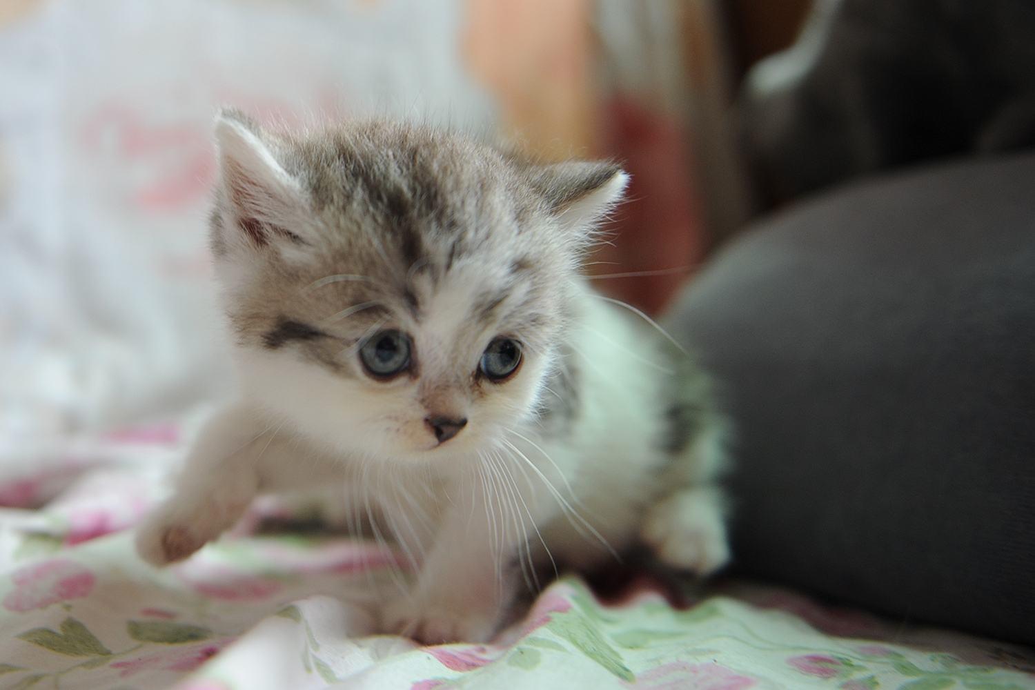 喵咪怀孕了咋一直叫,主子怀孕猫咪的反应