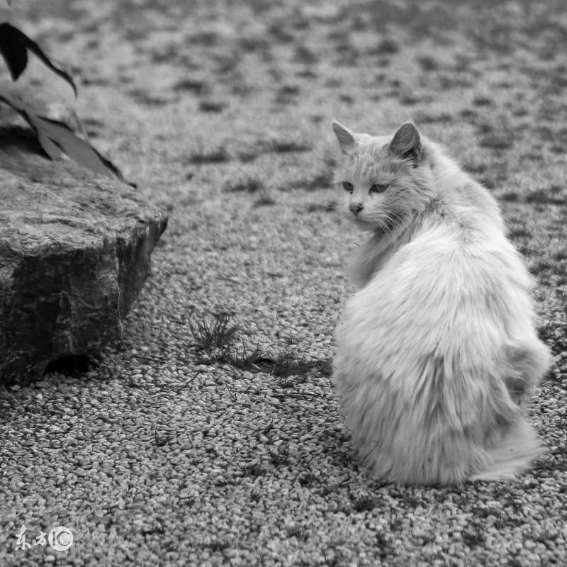 喂流浪猫的人真的有爱心吗,喂流浪猫就很有爱心吗