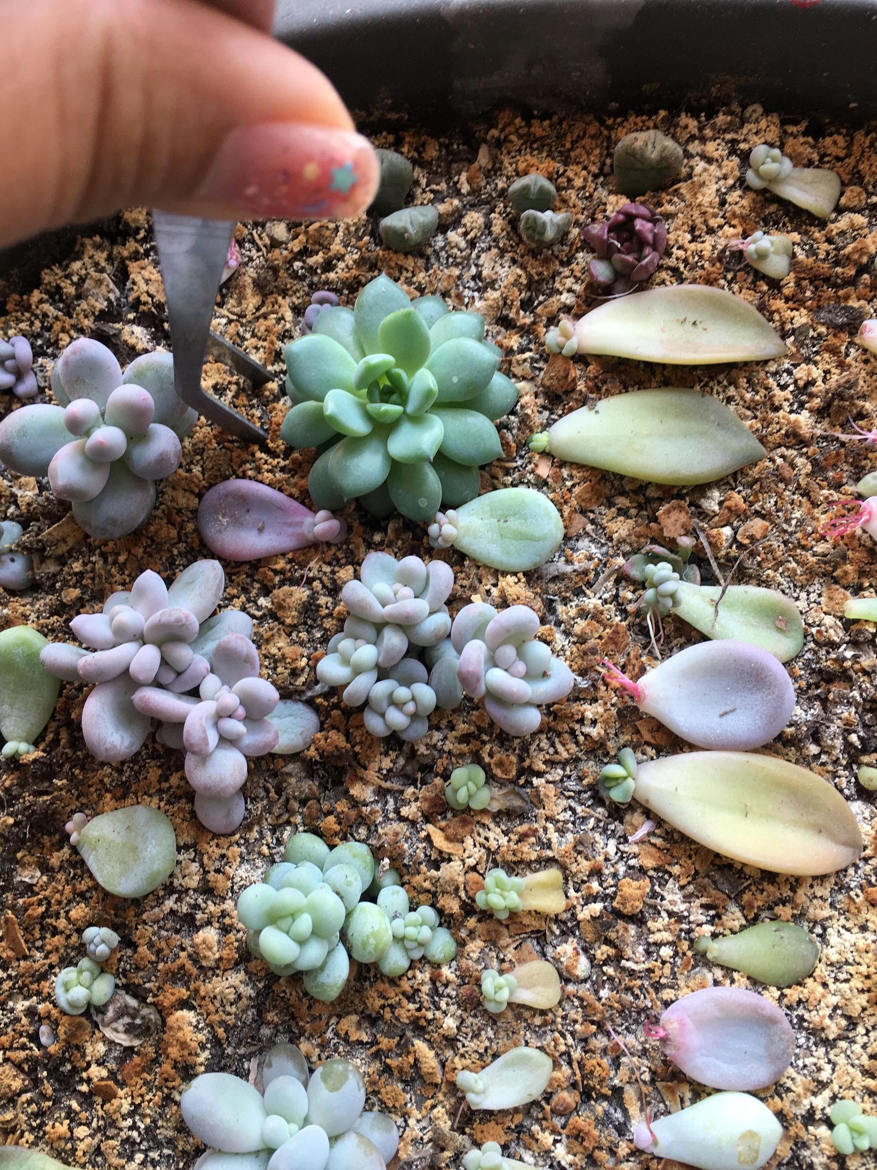 多肉植物麦秆叶插,多肉植物叶片分株