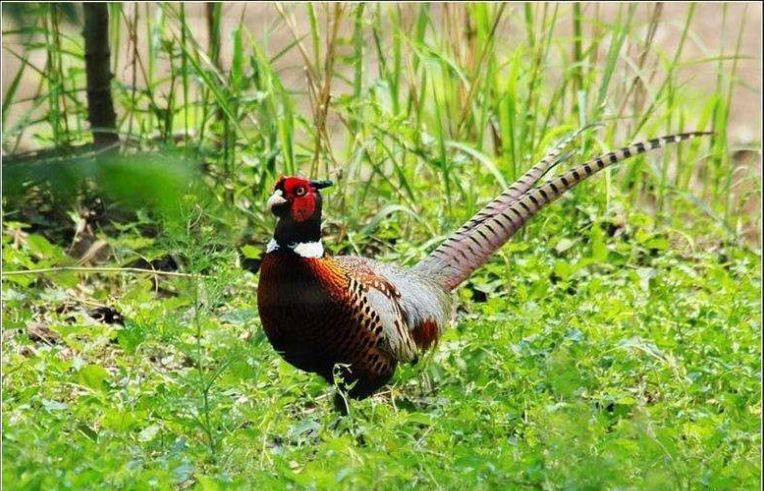 郭健羽毛球,郭健泰拳