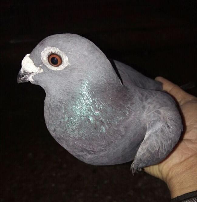 给幼鸽喂蛋小米,幼鸽生长丸1天喂几粒