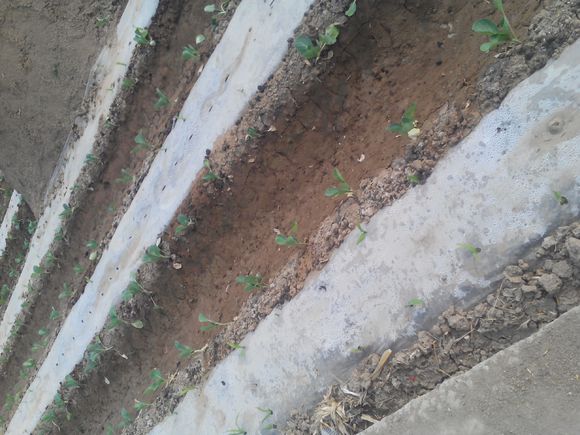 养羊人懂得这十个道理就会赚钱,养羊掌握5个要点想不赚钱都难