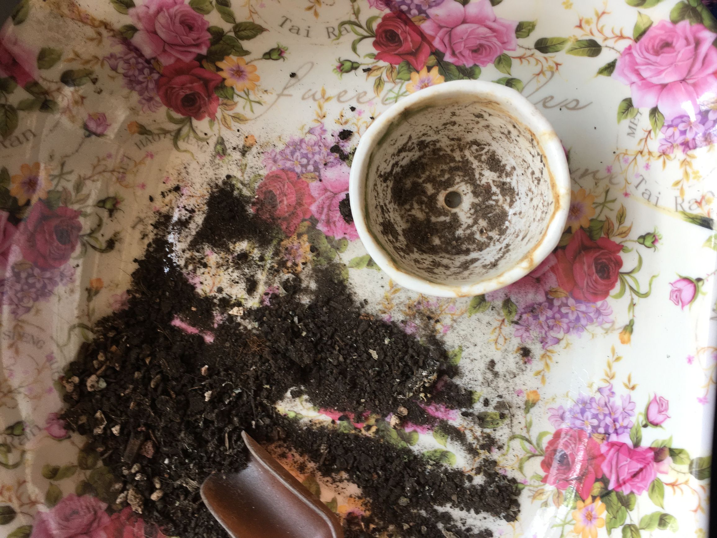 多肉植物麦秆叶插,多肉植物叶片分株