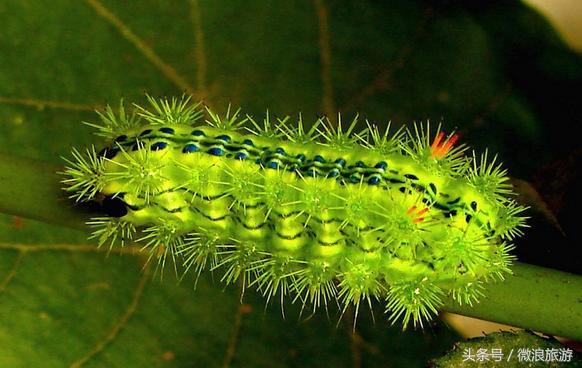 让人无法接受的美食虫子,奇葩昆虫美食