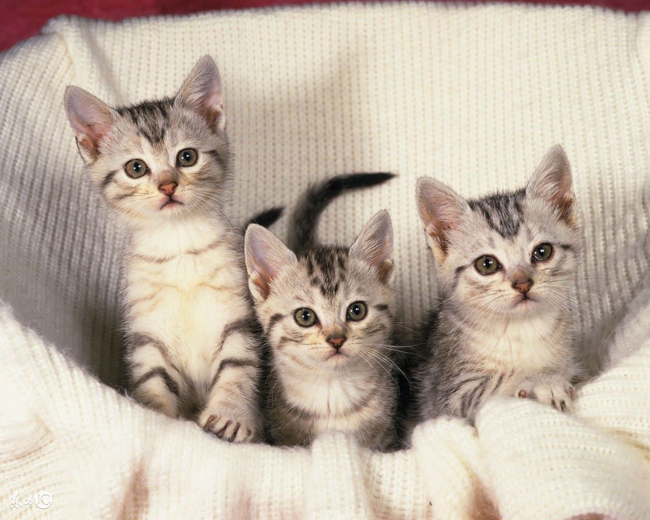 喵咪怀孕了咋一直叫,主子怀孕猫咪的反应