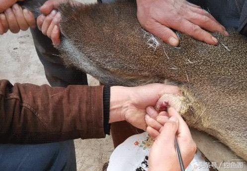 人工合成麝香泡酒钓鱼,麝香酒钓鱼的正确方法