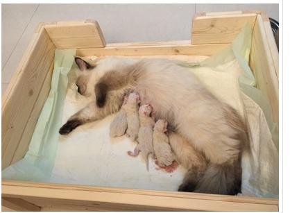 喵咪怀孕了咋一直叫,主子怀孕猫咪的反应