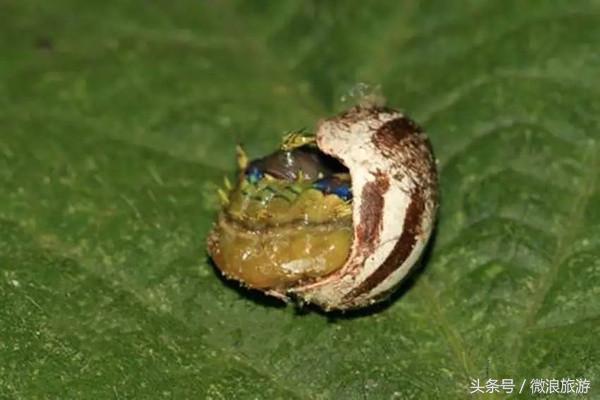 让人无法接受的美食虫子,奇葩昆虫美食