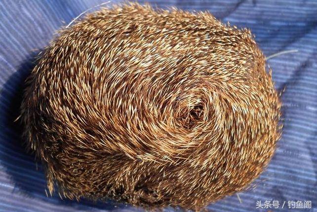 人工合成麝香泡酒钓鱼,麝香酒钓鱼的正确方法