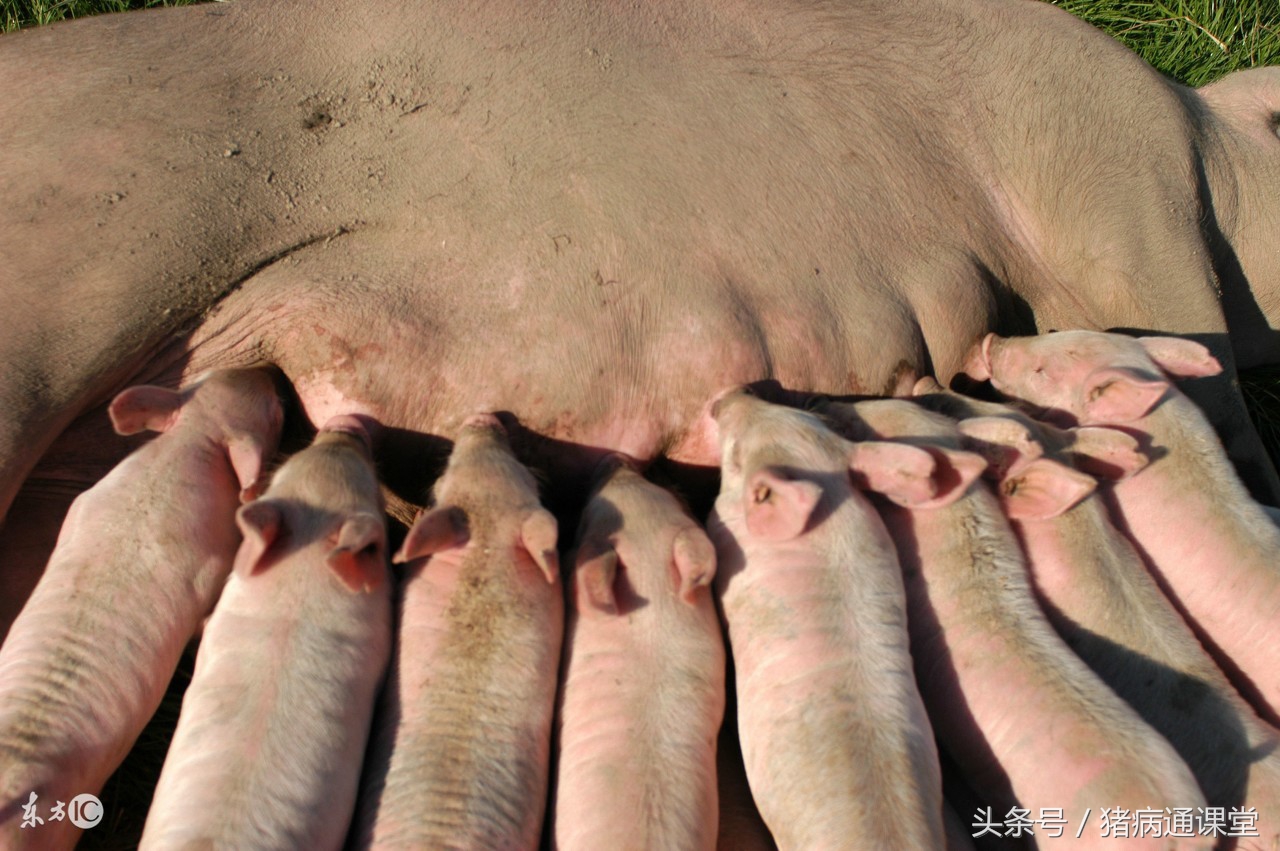 后备母猪卵巢囊肿的症状,母猪卵巢囊肿用什么药