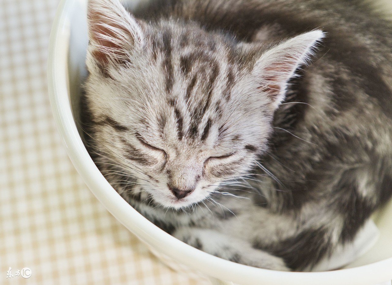 喵咪怀孕了咋一直叫,主子怀孕猫咪的反应