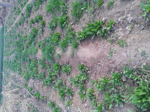 养羊人懂得这十个道理就会赚钱,养羊掌握5个要点想不赚钱都难