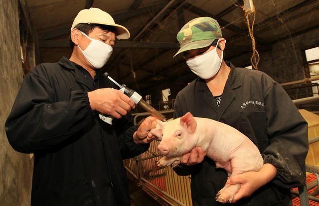 仔猪白痢治疗特效药,仔猪白痢的防治