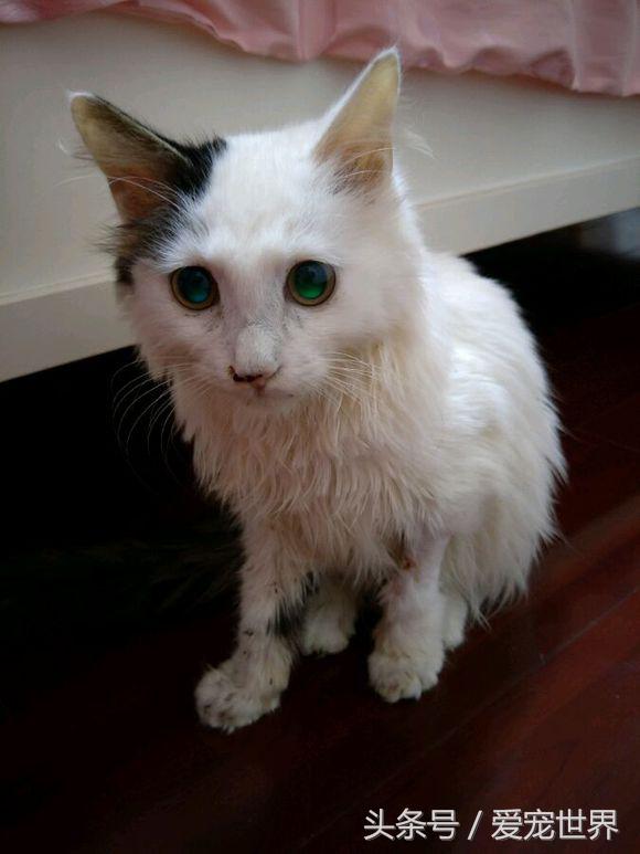 猫的命有多硬,猫的命多长