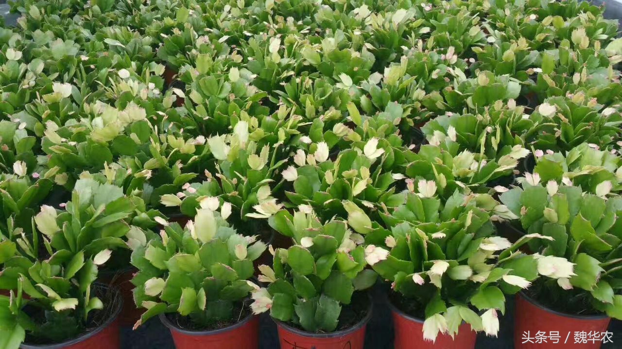 仙人掌嫁接蟹爪兰怎么知道活了,仙人掌嫁接仙人指枝条不够咋办