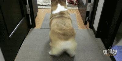 狗年来了，送你50个关于狗的歇后语，笑的肚子疼！祝你狗年开心！