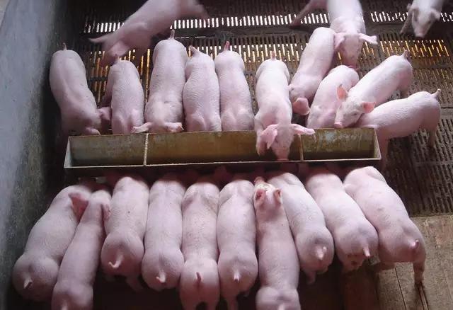 仔猪白痢治疗特效药,仔猪白痢的防治