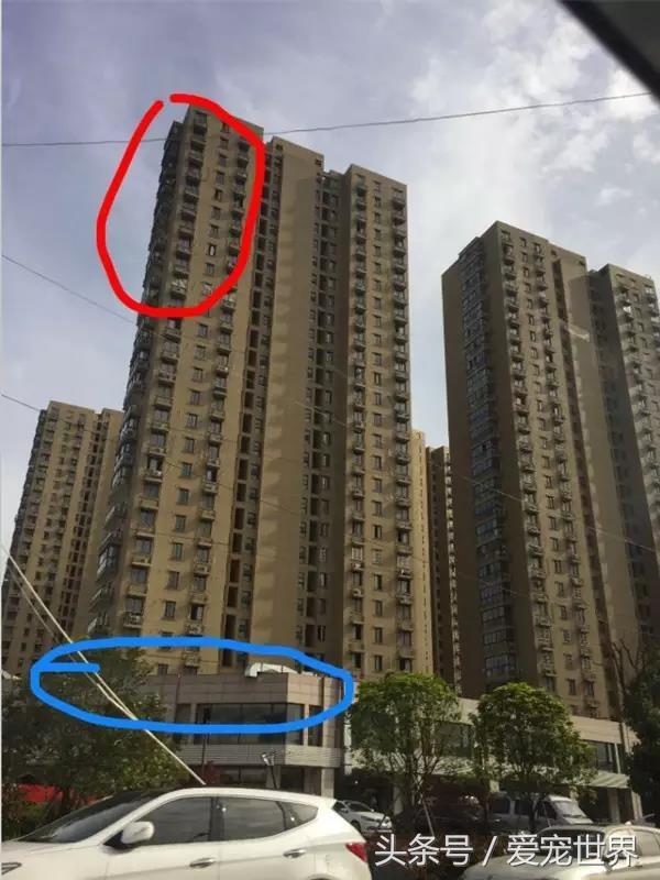 猫的命有多硬,猫的命多长