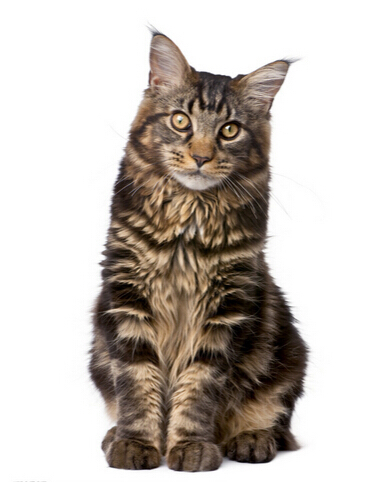 关于缅因猫的一些知识你都知道吗,阴影色缅因猫介绍