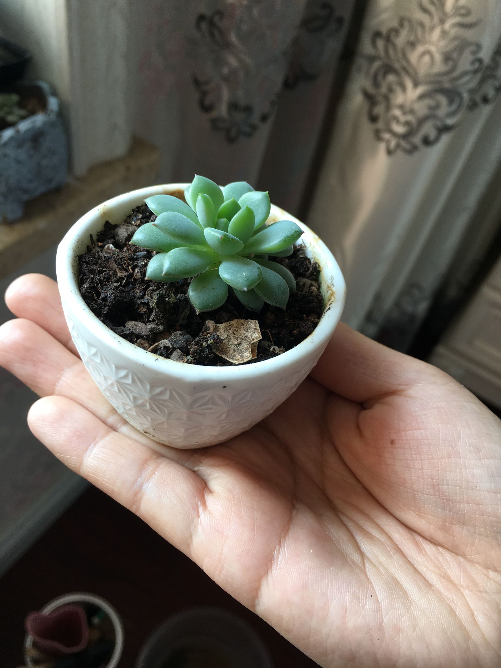 多肉植物麦秆叶插,多肉植物叶片分株