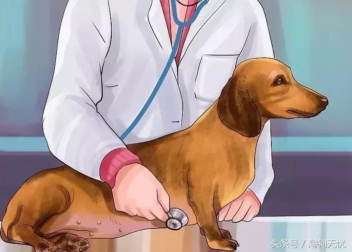 狗狗怀孕了你都不知道？先来学习狗狗怀孕知识吧！