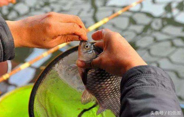 人工合成麝香泡酒钓鱼,麝香酒钓鱼的正确方法
