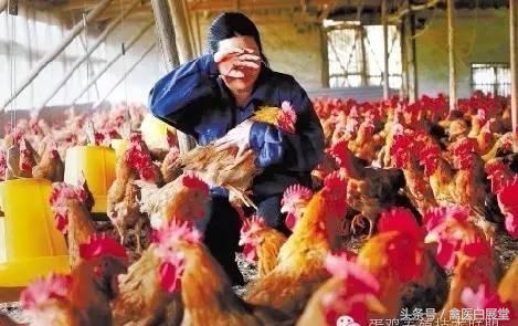 大学生回家创业养鸡投资100万,回乡创业养鸡1万只大概要多少钱